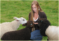 Sheep